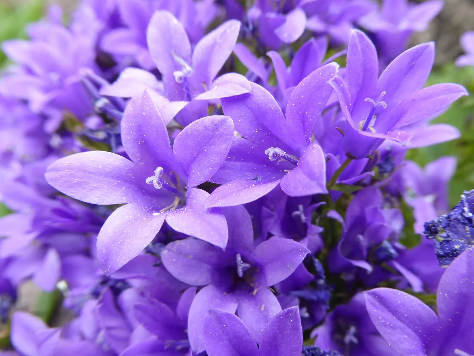 Dalmation Bellflower (Campanula Portenschlagiana) — The heart-shaped foliage remains evergreen in milder climates