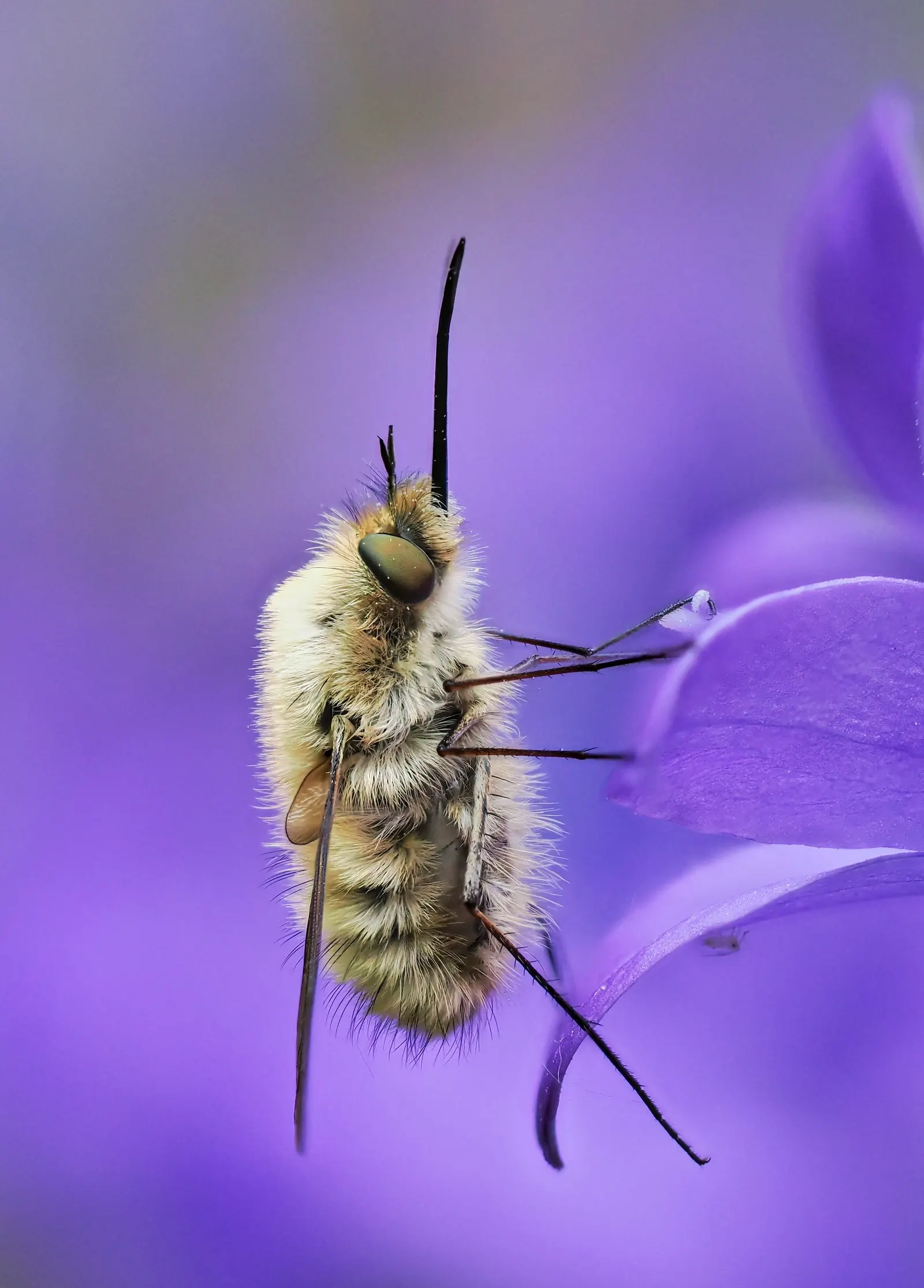 Dalmation Bellflower (Campanula Portenschlagiana) — With a moderate growth rate