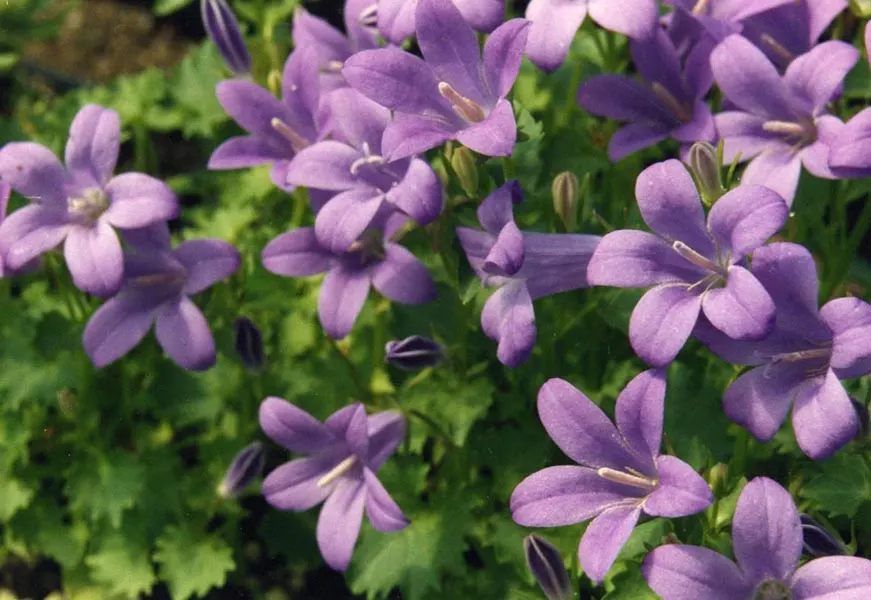 Dalmation Bellflower (Campanula Portenschlagiana) — With a moderate growth rate; with its cascading blooms ideal for softening hard edges and bringing a touch