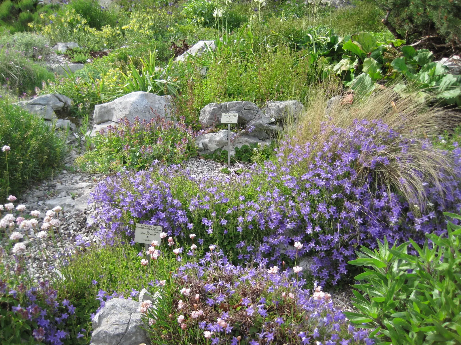 Dalmation Bellflower (Campanula Portenschlagiana) — This vibrant groundcover is native to the Dalmatian mountains in Croatia; it is generally, image 54