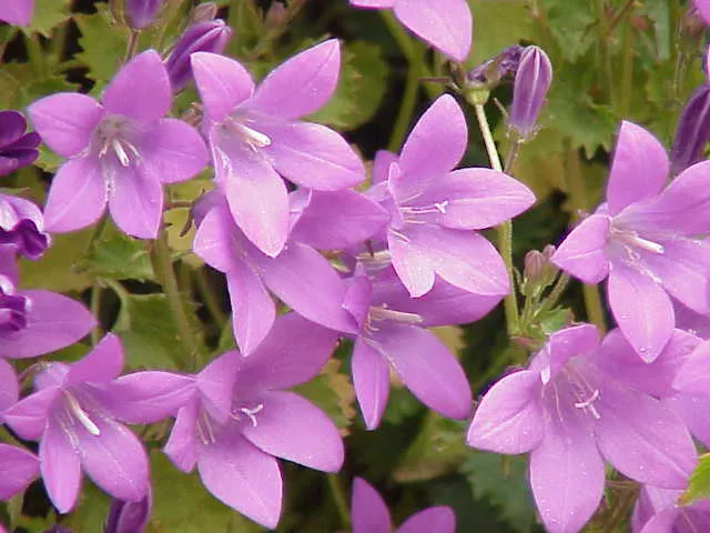 Dalmation Bellflower (Campanula Portenschlagiana) — Campanula portenschlagiana prefers well-drained soil and can grow in full sun to partial shade; the