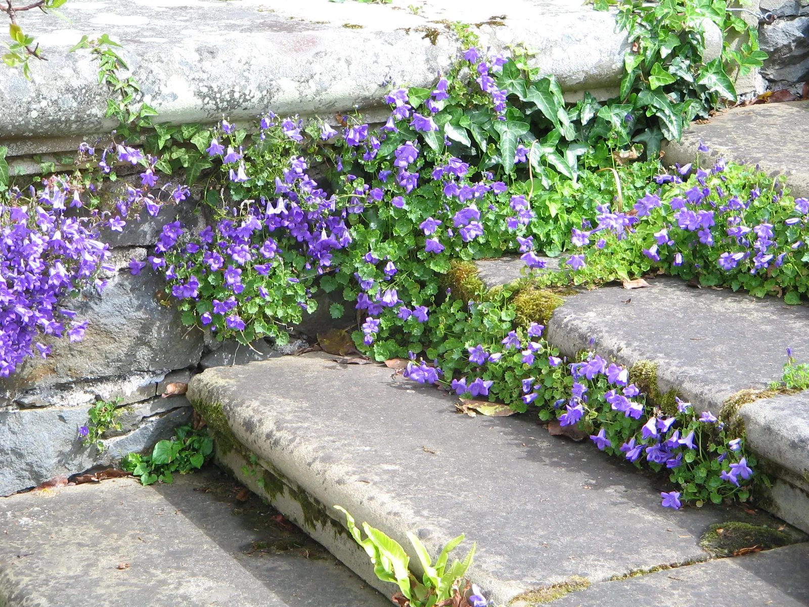 Dalmation Bellflower (Campanula Portenschlagiana) — it is generally resistant to most pests and diseases