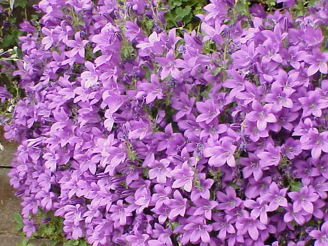 Dalmation Bellflower (Campanula Portenschlagiana) — and it thrives in USDA hardiness zones 4 through 8; purple flowers in the garden