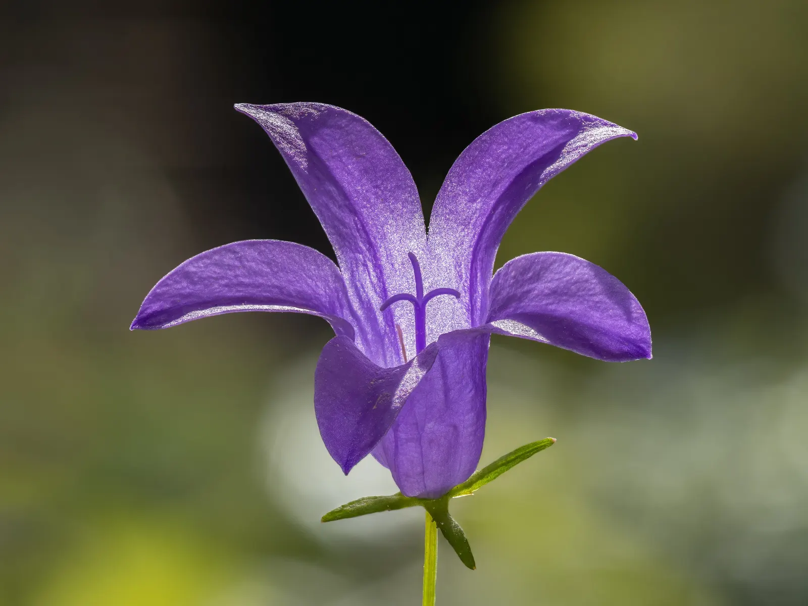 Dalmation Bellflower (Campanula Portenschlagiana) — natural beauty to their garden