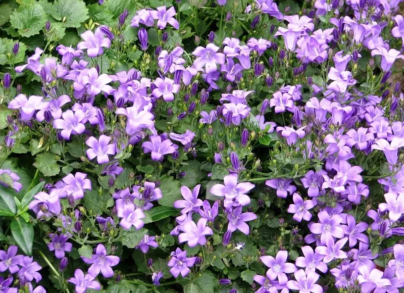 Dalmation Bellflower (Campanula Portenschlagiana) — It thrives in USDA zones 4-9, prefers partial to full sun, and requires well-drained soil; creating a
