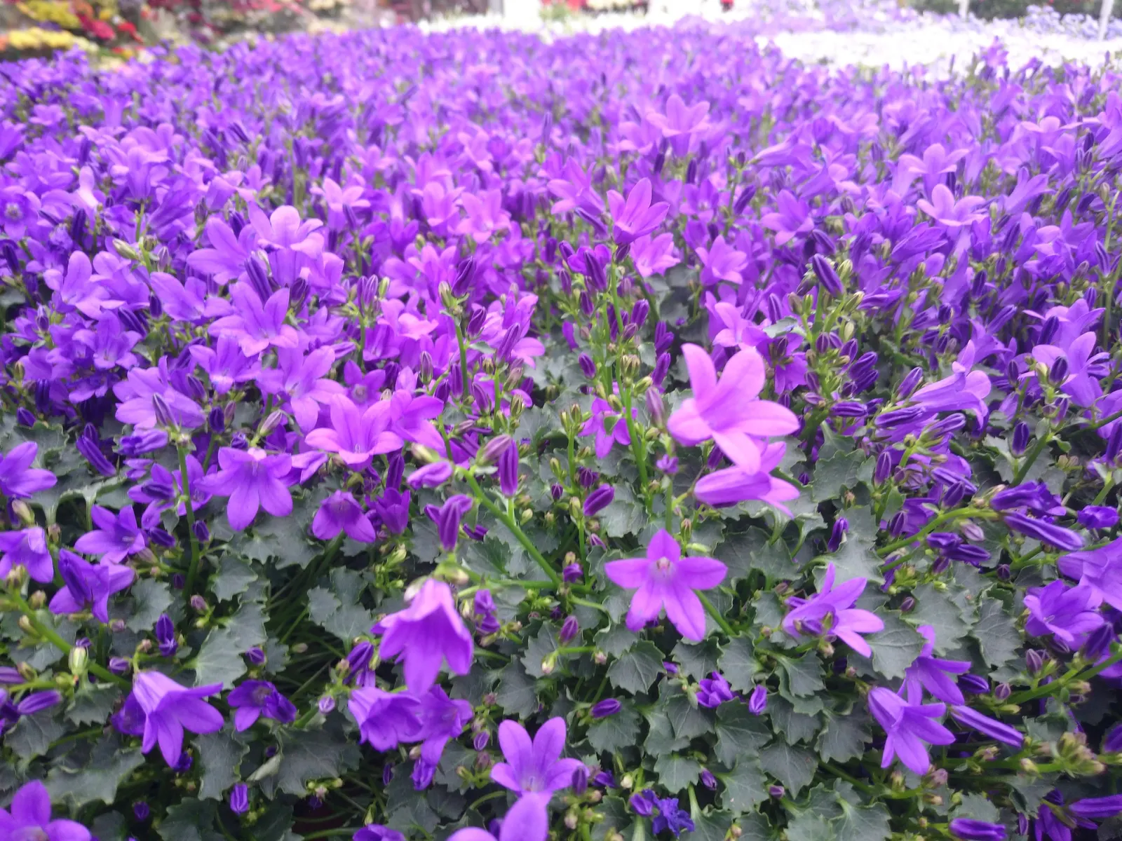 Dalmation Bellflower (Campanula Portenschlagiana) — This vibrant groundcover is native to the Dalmatian mountains in Croatia