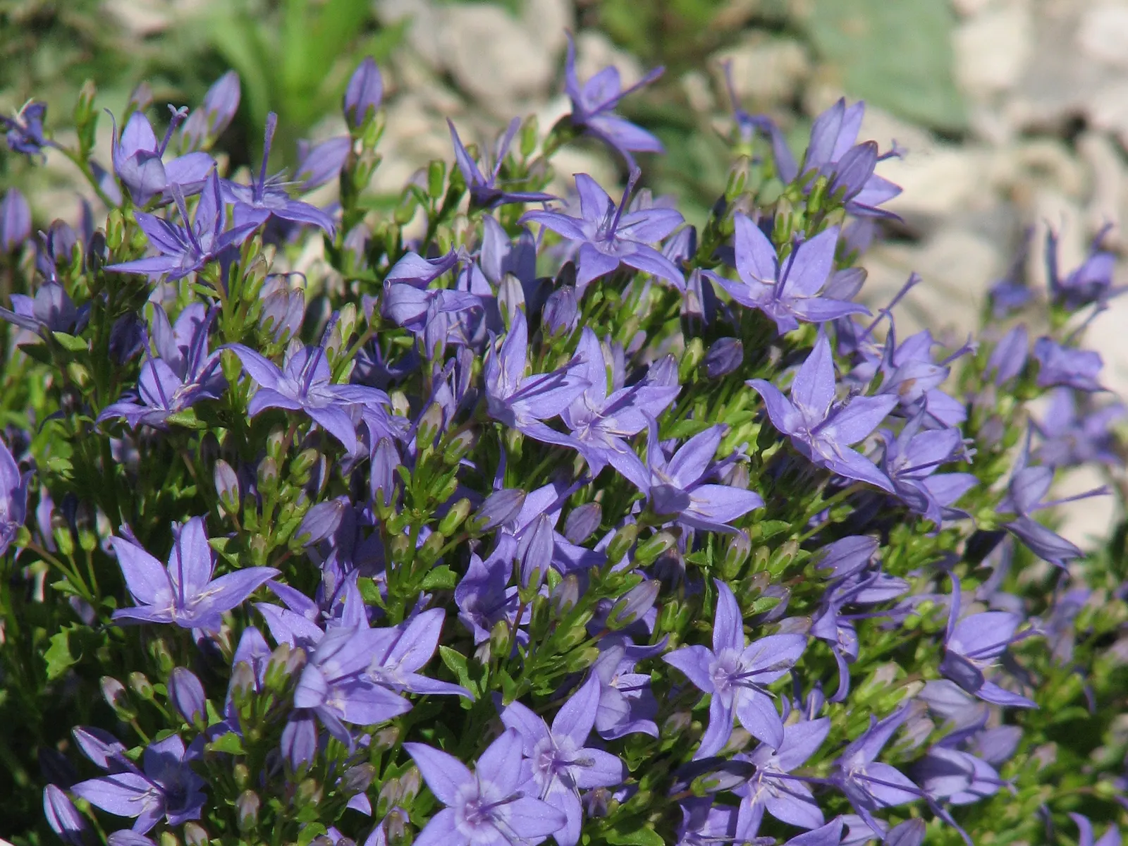 Dalmation Bellflower (Campanula Portenschlagiana) — Ideal for rock gardens and borders; renowned for its violet-blue, bell-shaped flowers, it blooms from late