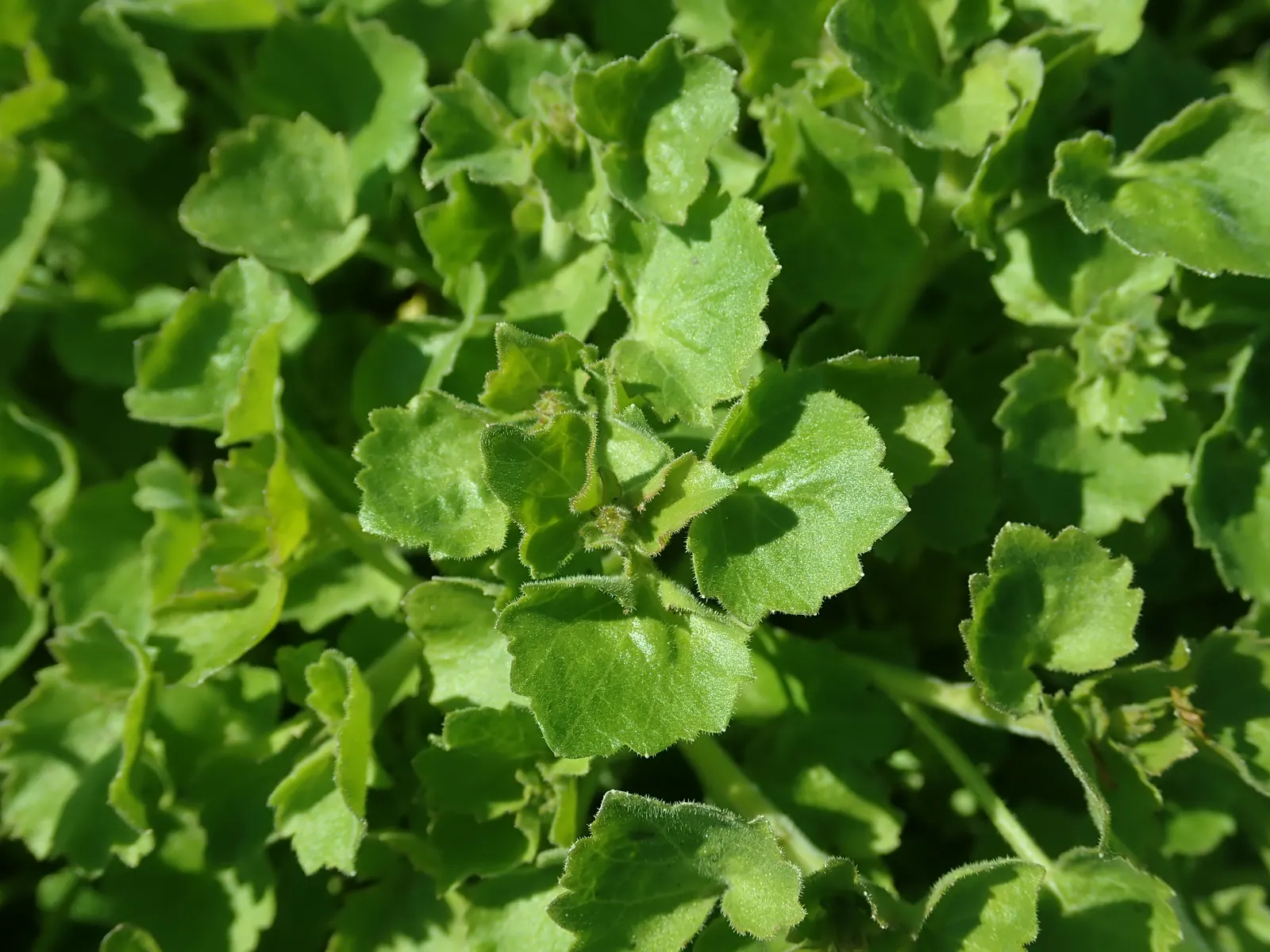 Dalmation Bellflower (Campanula Portenschlagiana) — This plant is known for its low maintenance requirements - occasional deadheading encourages, image 38