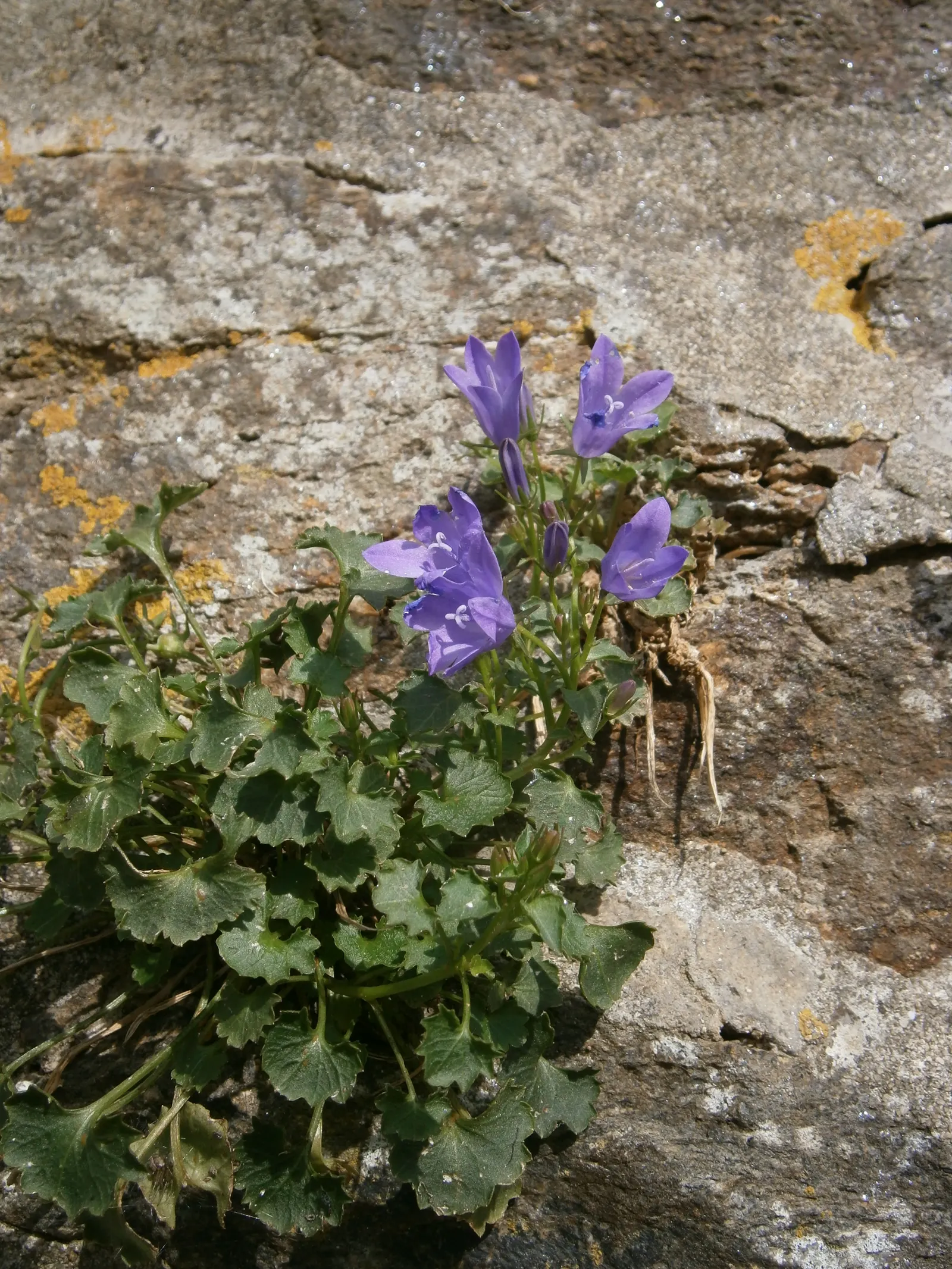 Dalmation Bellflower (Campanula Portenschlagiana) — perennial for half; natural beauty to their garden