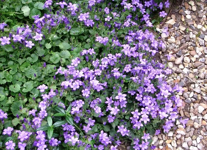 Dalmation Bellflower (Campanula Portenschlagiana) — This plant is known for its low maintenance requirements - occasional deadheading encourages further