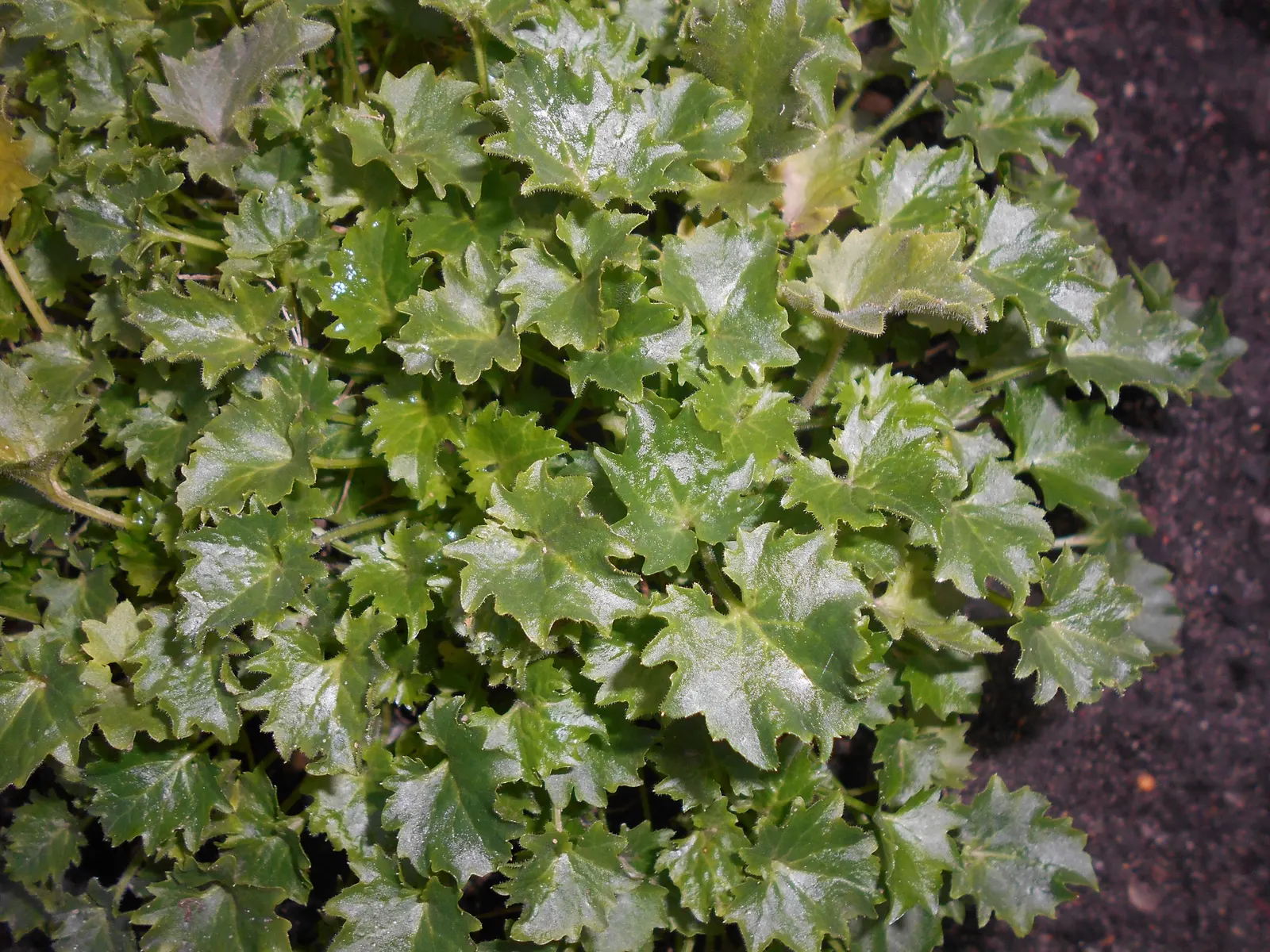 Dalmation Bellflower (Campanula Portenschlagiana) — is a charming perennial that offers a profusion of violet-blue; it's ideal for a variety of landscape
