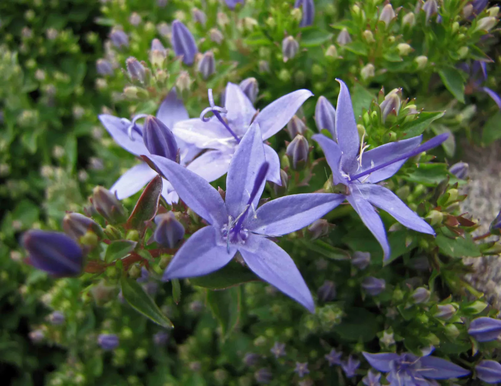 Dalmation Bellflower (Campanula Portenschlagiana) — with its cascading blooms ideal for softening hard edges and bringing a touch of the wild; with a moderate