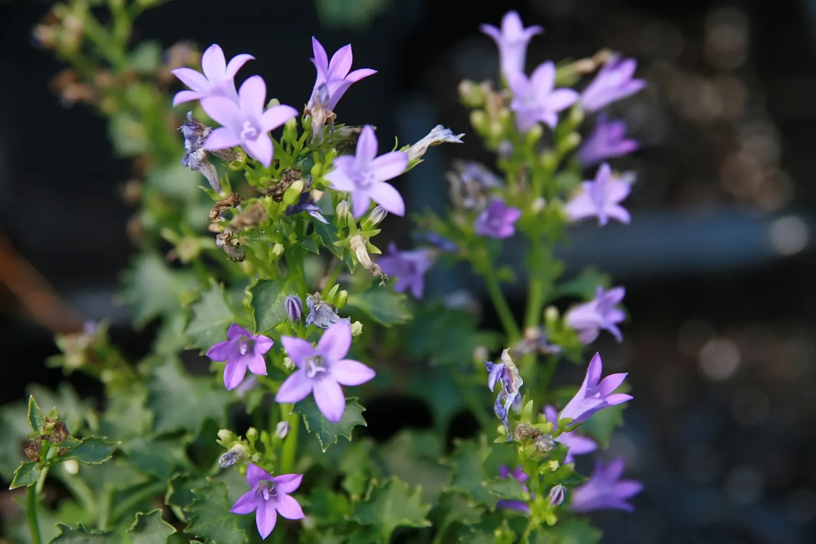 Dalmation Bellflower (Campanula Portenschlagiana) — the Dalmatian Bellflower creates a lush mat of foliage; campanula portenschlagiana prefers well-drained