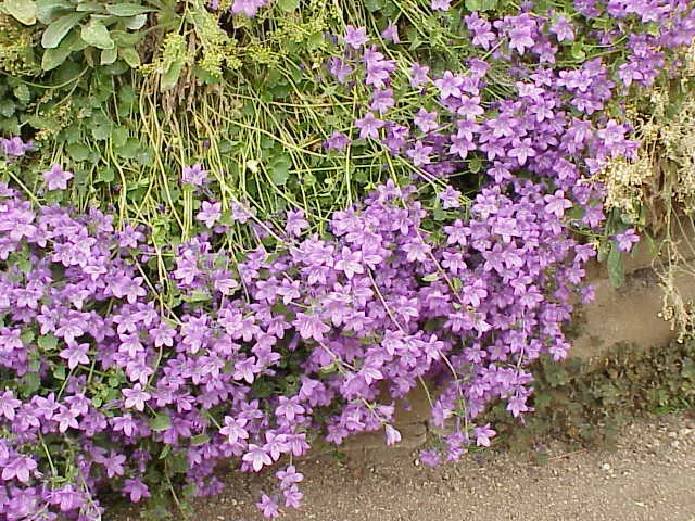 Dalmation Bellflower (Campanula Portenschlagiana) — it is generally resistant to most pests and diseases; this vibrant groundcover is native to the Dalmatian