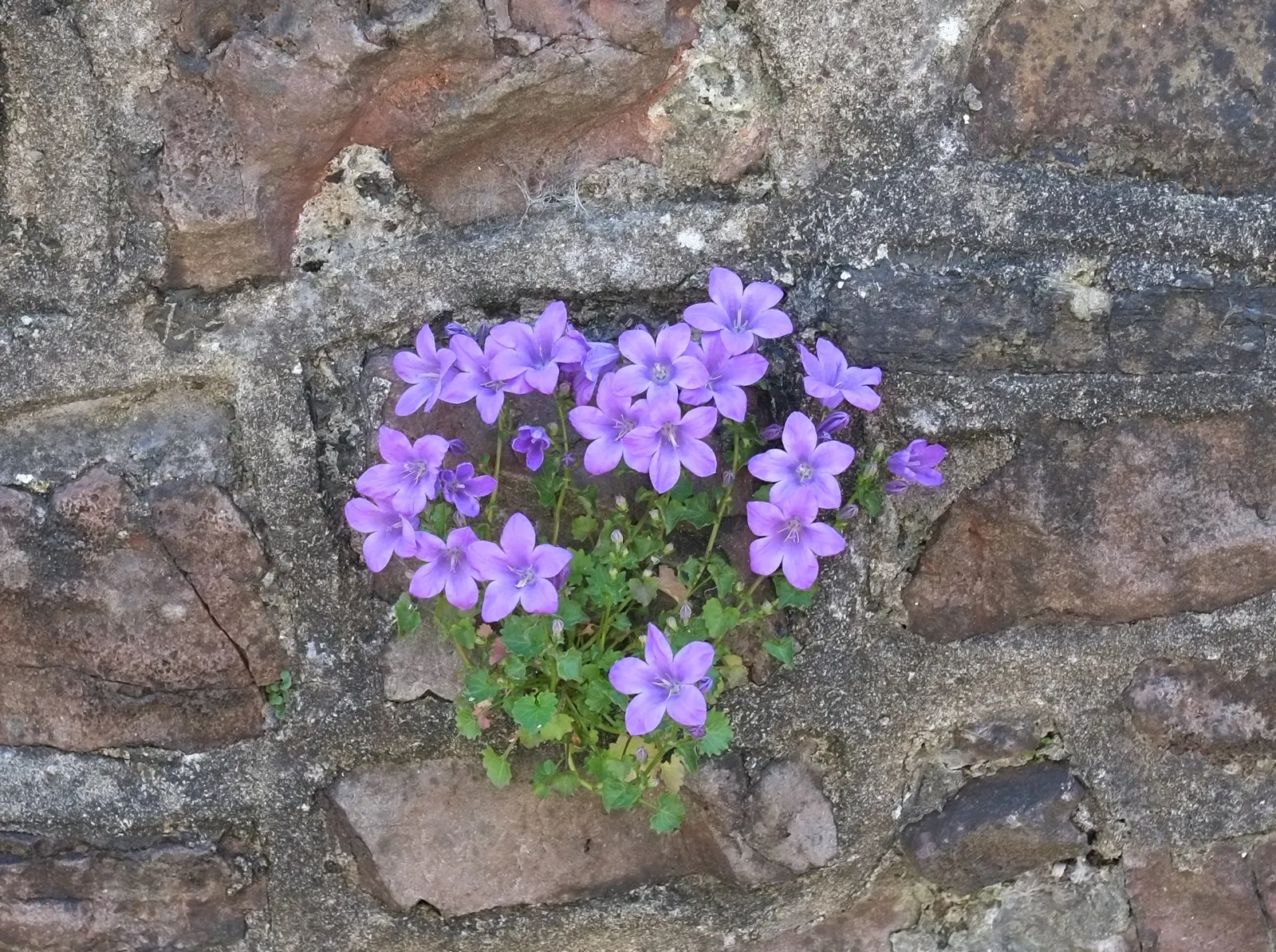 Dalmation Bellflower (Campanula Portenschlagiana) — Renowned for its violet-blue, bell-shaped flowers, it blooms from late spring to early fall; ideal for rock