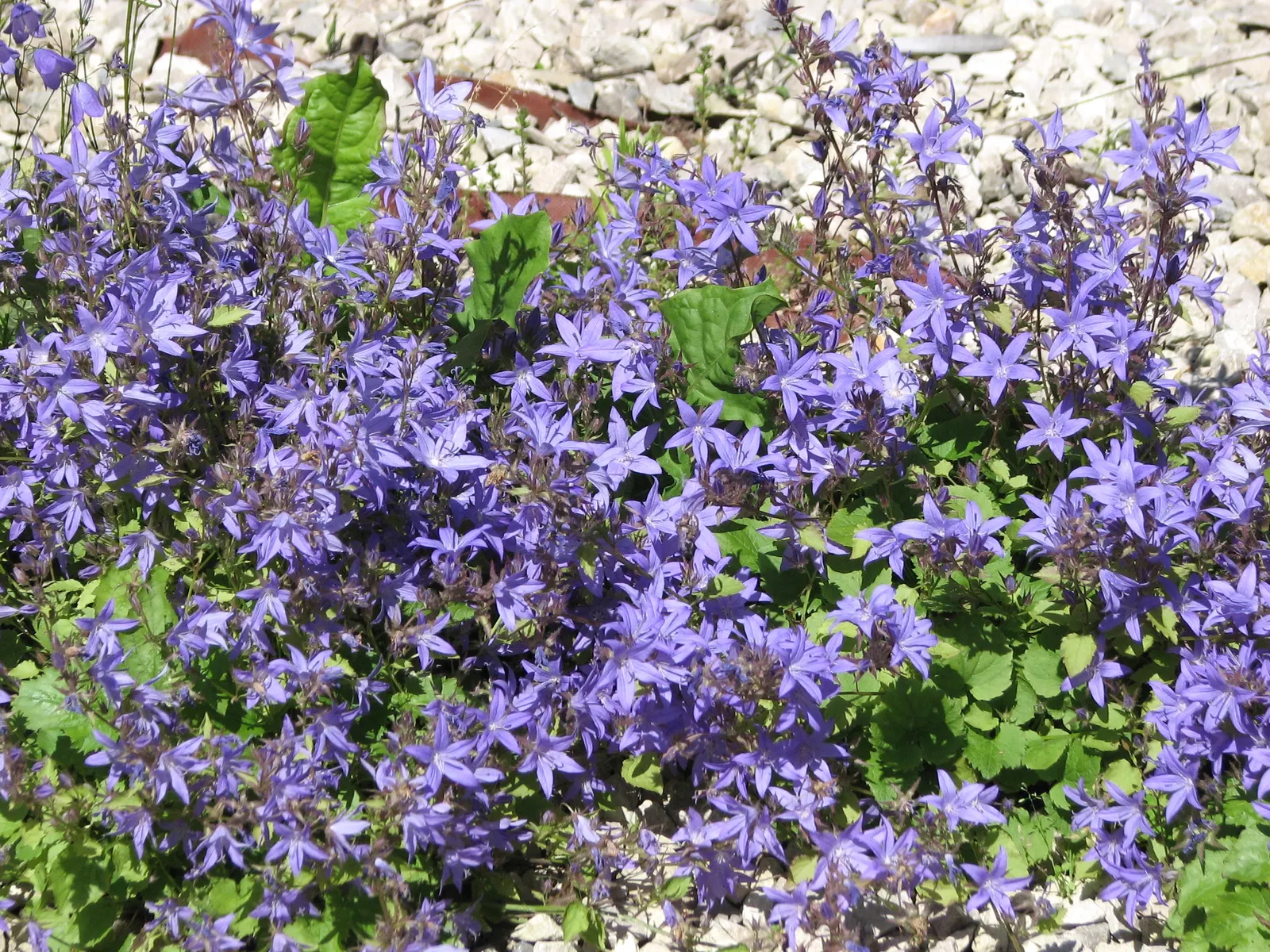 Dalmation Bellflower (Campanula Portenschlagiana) — ensuring a long season of visual interest.<br><br>For best results