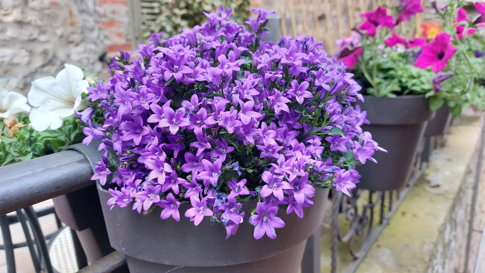 Dalmation Bellflower (Campanula Portenschlagiana) — forming an attractive backdrop for the continuous blooms from late spring to early fall