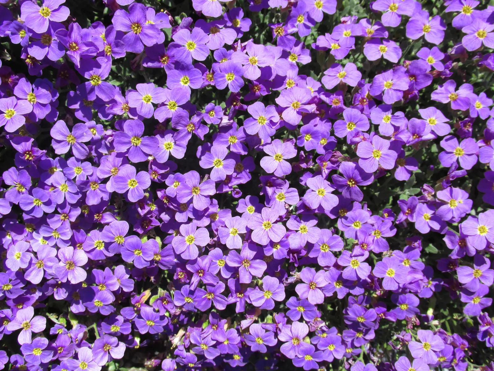 Dalmation Bellflower (Campanula Portenschlagiana) — making it adaptable to different garden exposures