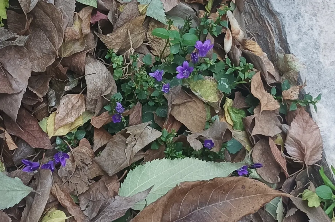 Dalmation Bellflower (Campanula Portenschlagiana) — It thrives in USDA zones 4-9, prefers partial to full sun, and requires well-drained soil, image 51