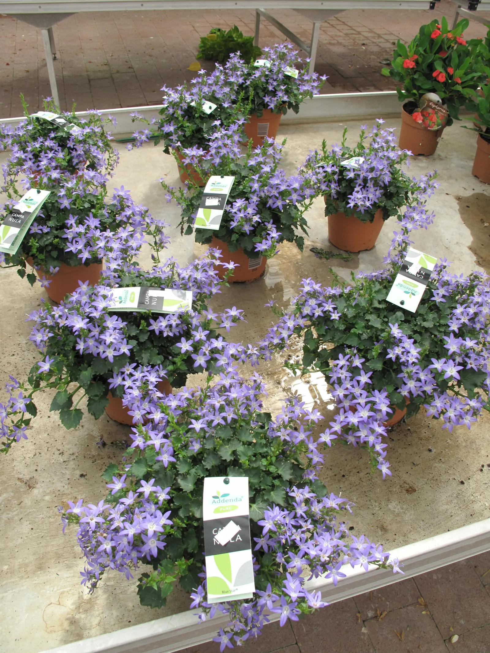 Dalmation Bellflower (Campanula Portenschlagiana) — perennial with purple blooms; this plant is known for its low maintenance requirements - occasional