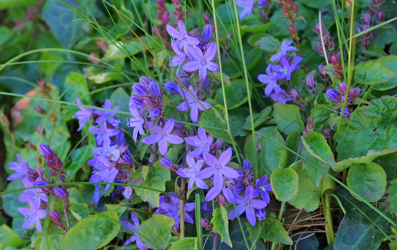 Dalmation Bellflower (Campanula Portenschlagiana) — and it thrives in USDA hardiness zones 4 through 8