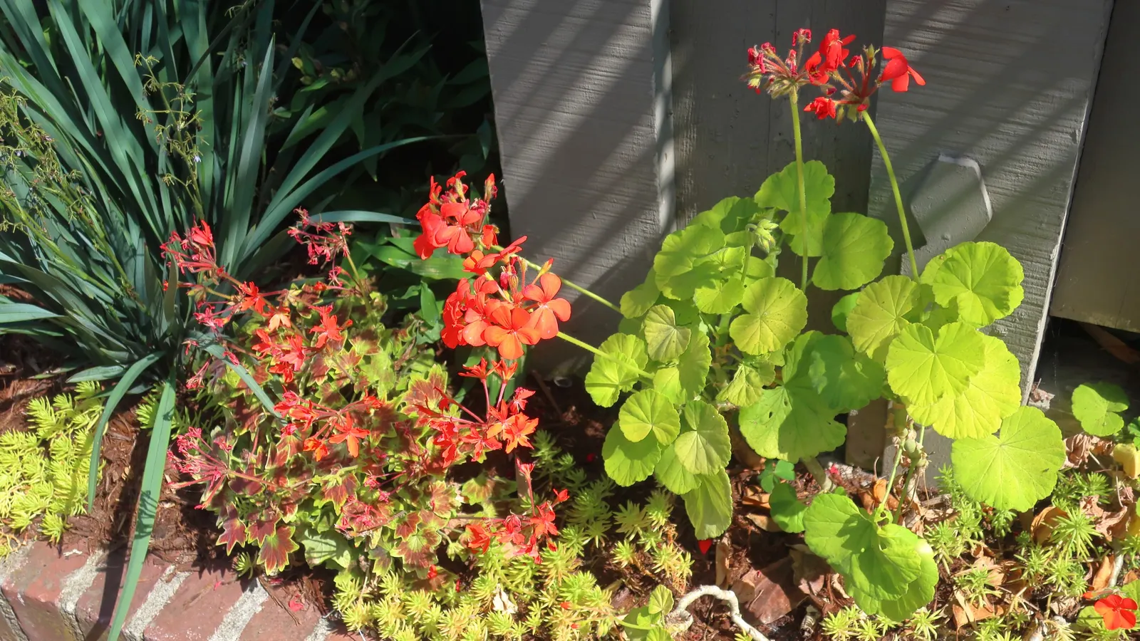 Lemon Coral® Sedum (Sedum (Hylotelephium) hybrid) — evergreen perennial with sizzling lime-green foliage