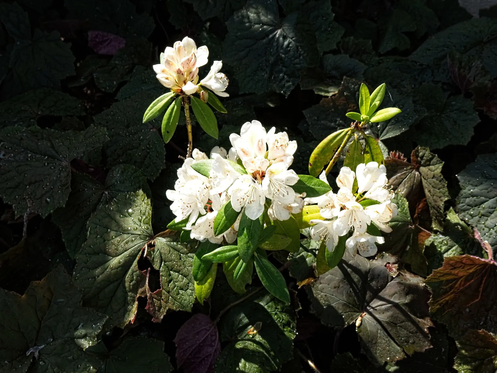 Chionoides Rhododendron (Rhododendron 'Chionoides') — Ideal for foundations or hedges, it grows slowly, reaching 3-6 feet in height and 4-8 feet in width