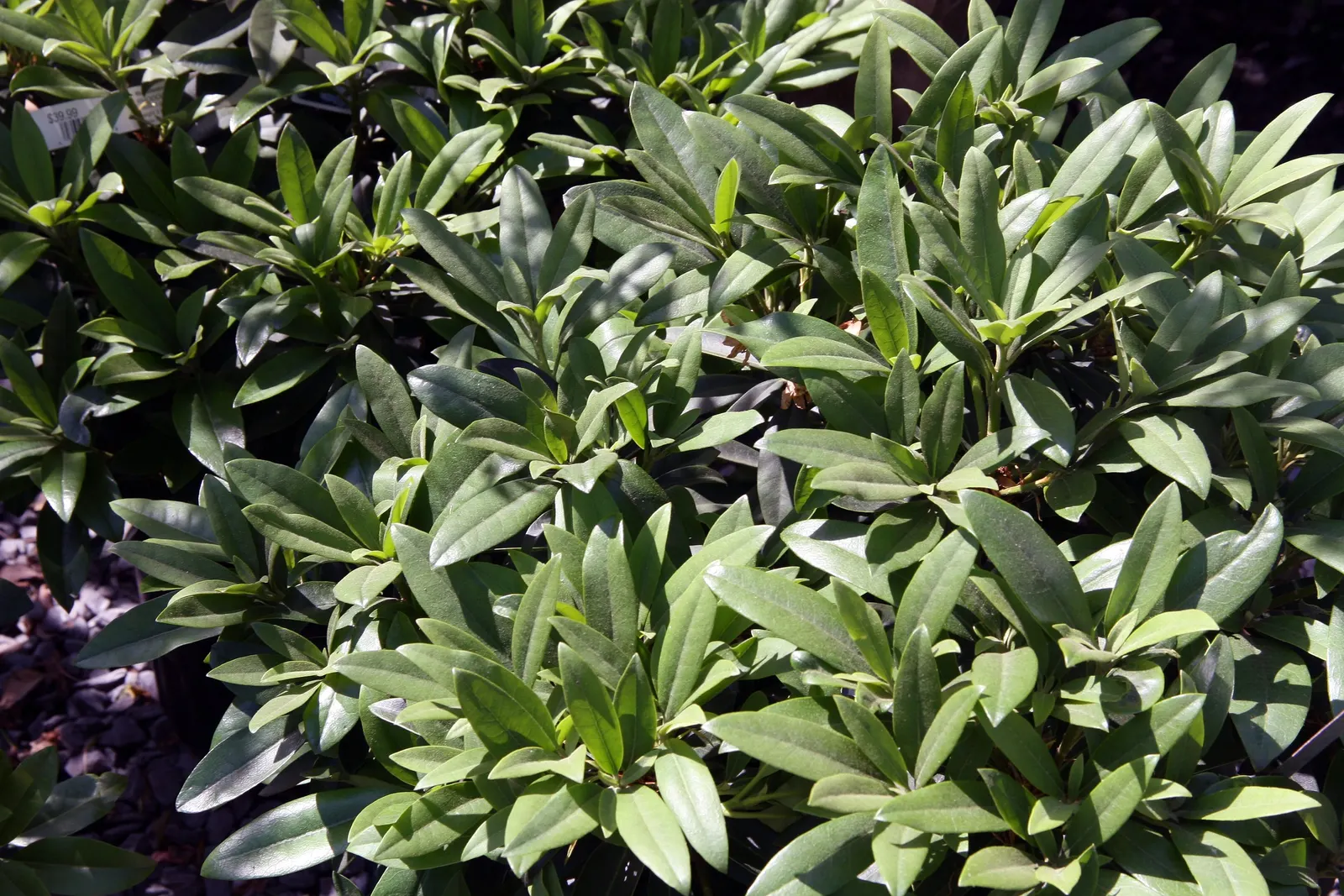 Chionoides Rhododendron (Rhododendron 'Chionoides') — is a compact and versatile evergreen shrub known for its lush foliage and captivating springtime blooms