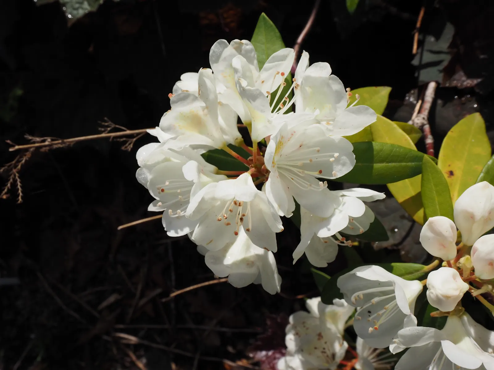 Chionoides Rhododendron (Rhododendron 'Chionoides') — leathery leaves stretching up to 4 inches long
