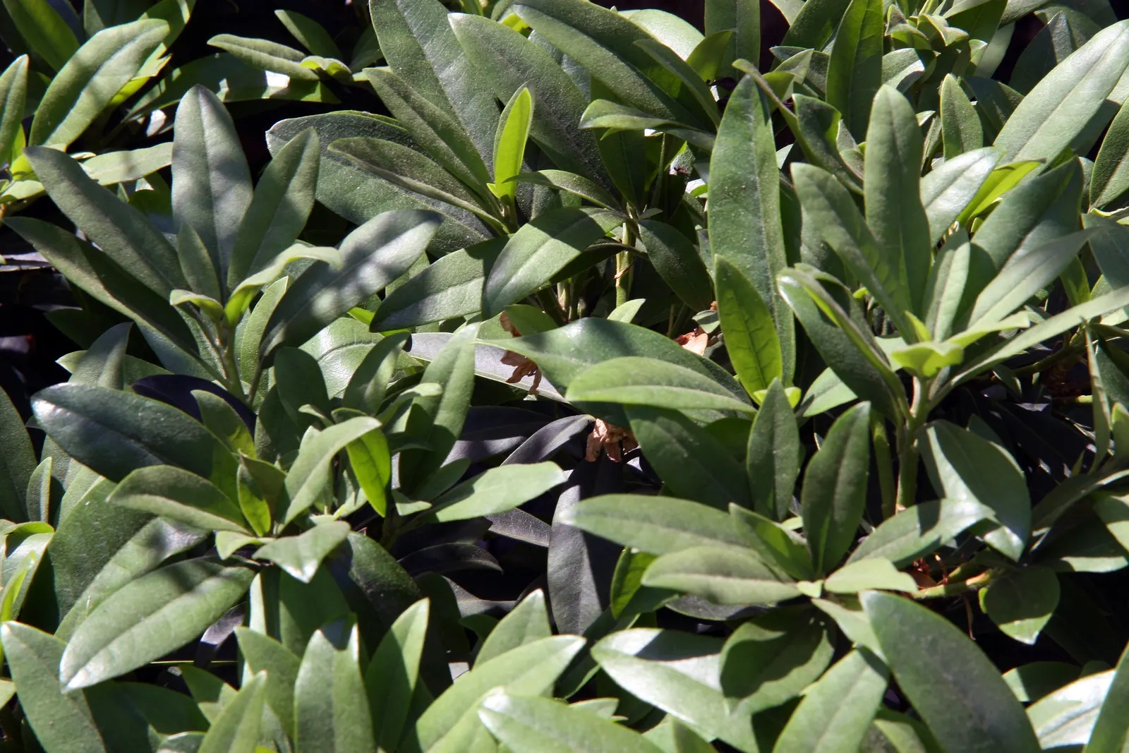 Chionoides Rhododendron (Rhododendron 'Chionoides') — a splendid selection for accentuating a landscape design