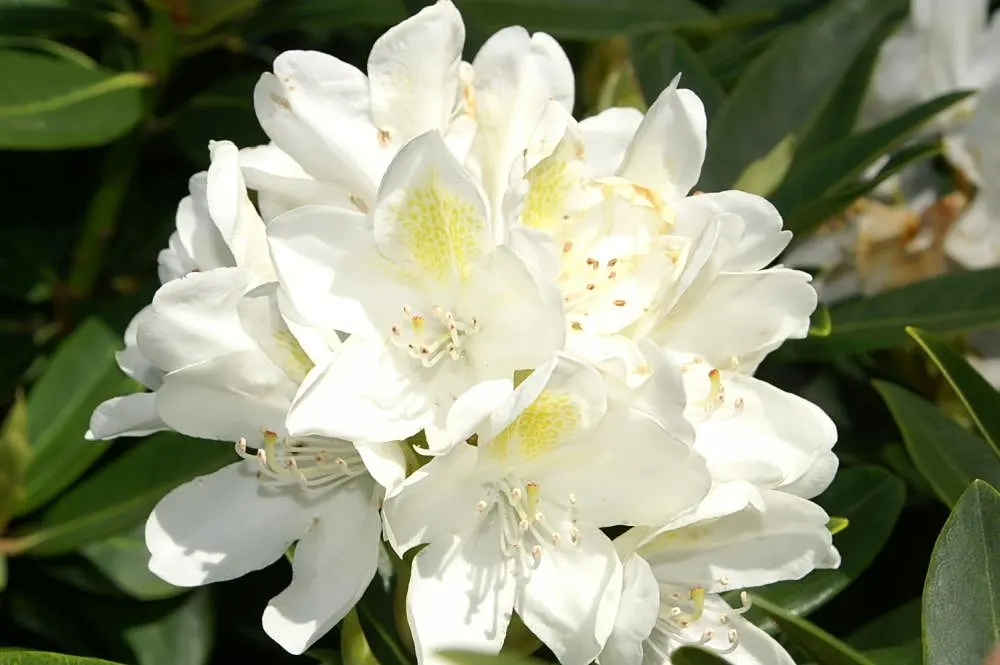 Chionoides Rhododendron (Rhododendron 'Chionoides') — Its white blossoms with yellow accents reach up to 2 inches across