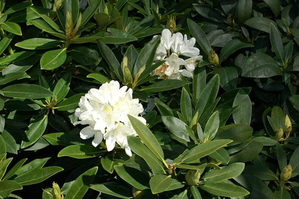 Chionoides Rhododendron (Rhododendron 'Chionoides') — bell-shaped flowers that bloom in late spring
