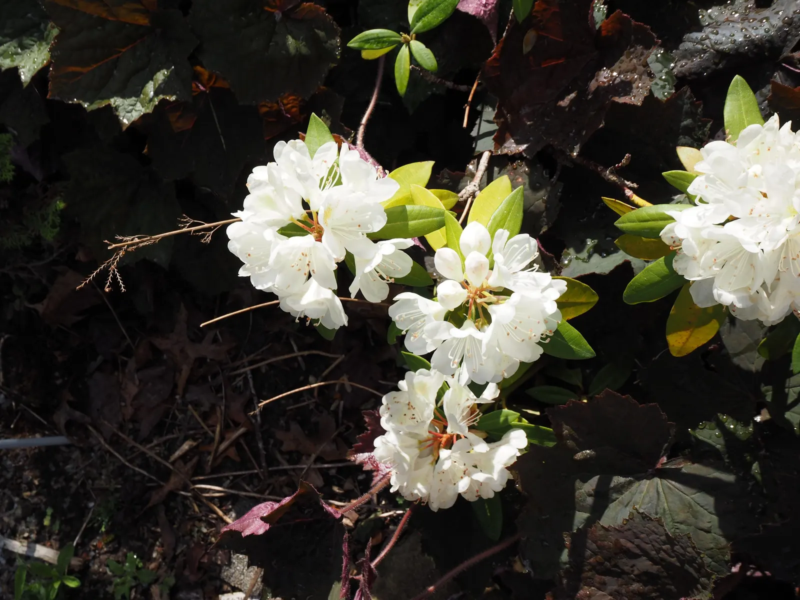 Chionoides Rhododendron (Rhododendron 'Chionoides') — Prefers partial shade and well-drained, acidic soil