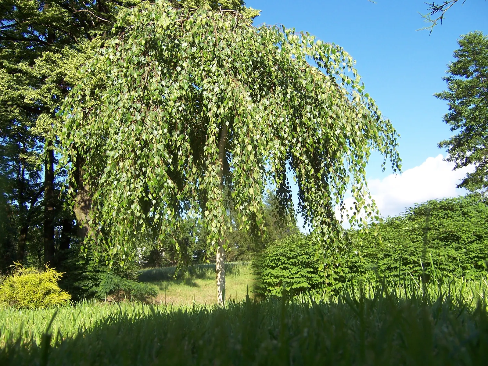 Youngs Weeping Birch (Betula Pendula 'Youngii') — Mature specimens reach up to 13 feet tall and spread about 15 feet wide