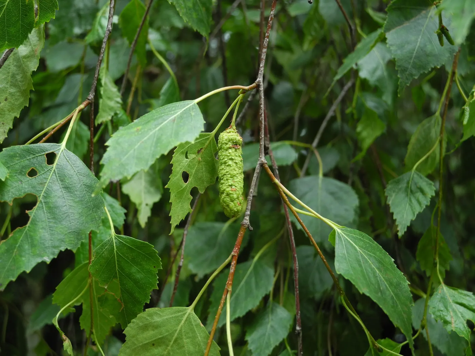Youngs Weeping Birch (Betula Pendula 'Youngii') — Young's Weeping Birch (Betula pendula 'Youngii') is a captivating
