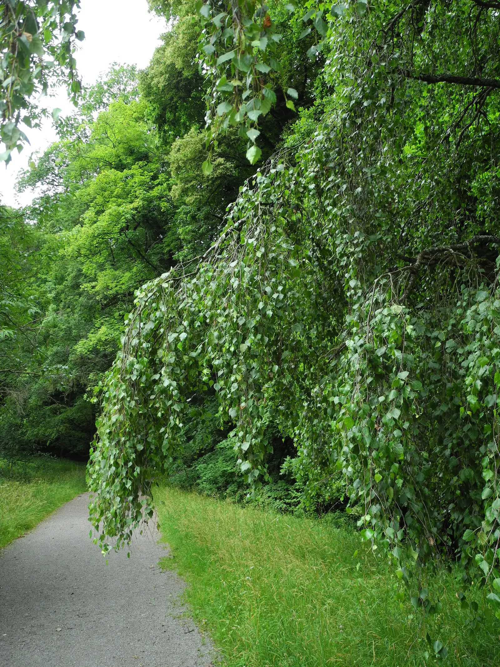 Youngs Weeping Birch (Betula Pendula 'Youngii') — The Young's Weeping Birch (Betula pendula 'Youngii') is a graceful