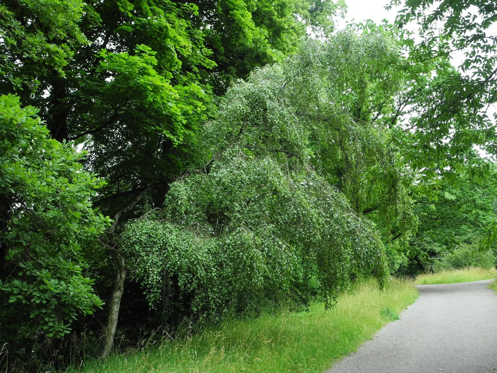 Youngs Weeping Birch (Betula Pendula 'Youngii') — textured bark and slender branches that gracefully weep towards the ground