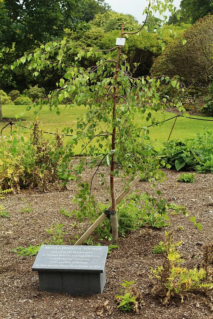 Youngs Weeping Birch (Betula Pendula 'Youngii') — Ideal for focal points in small gardens