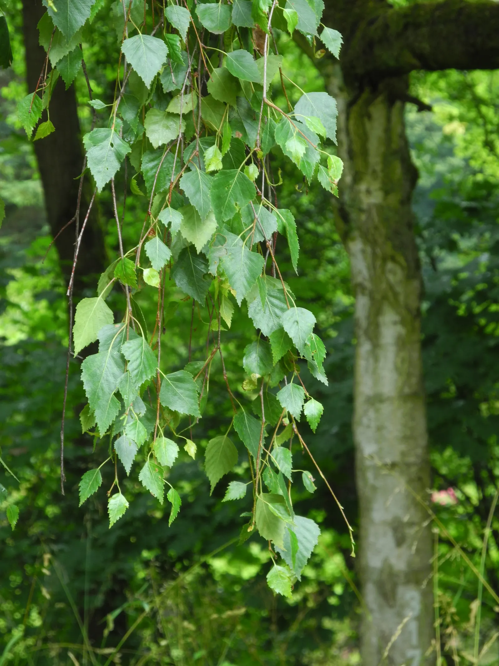 Youngs Weeping Birch (Betula Pendula 'Youngii') — white bark which exfoliates to reveal layers of cream and pink