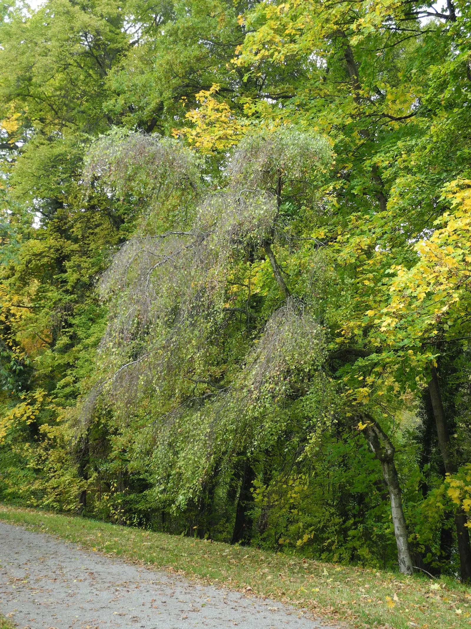 Youngs Weeping Birch (Betula Pendula 'Youngii') — before delicately dropping to the ground