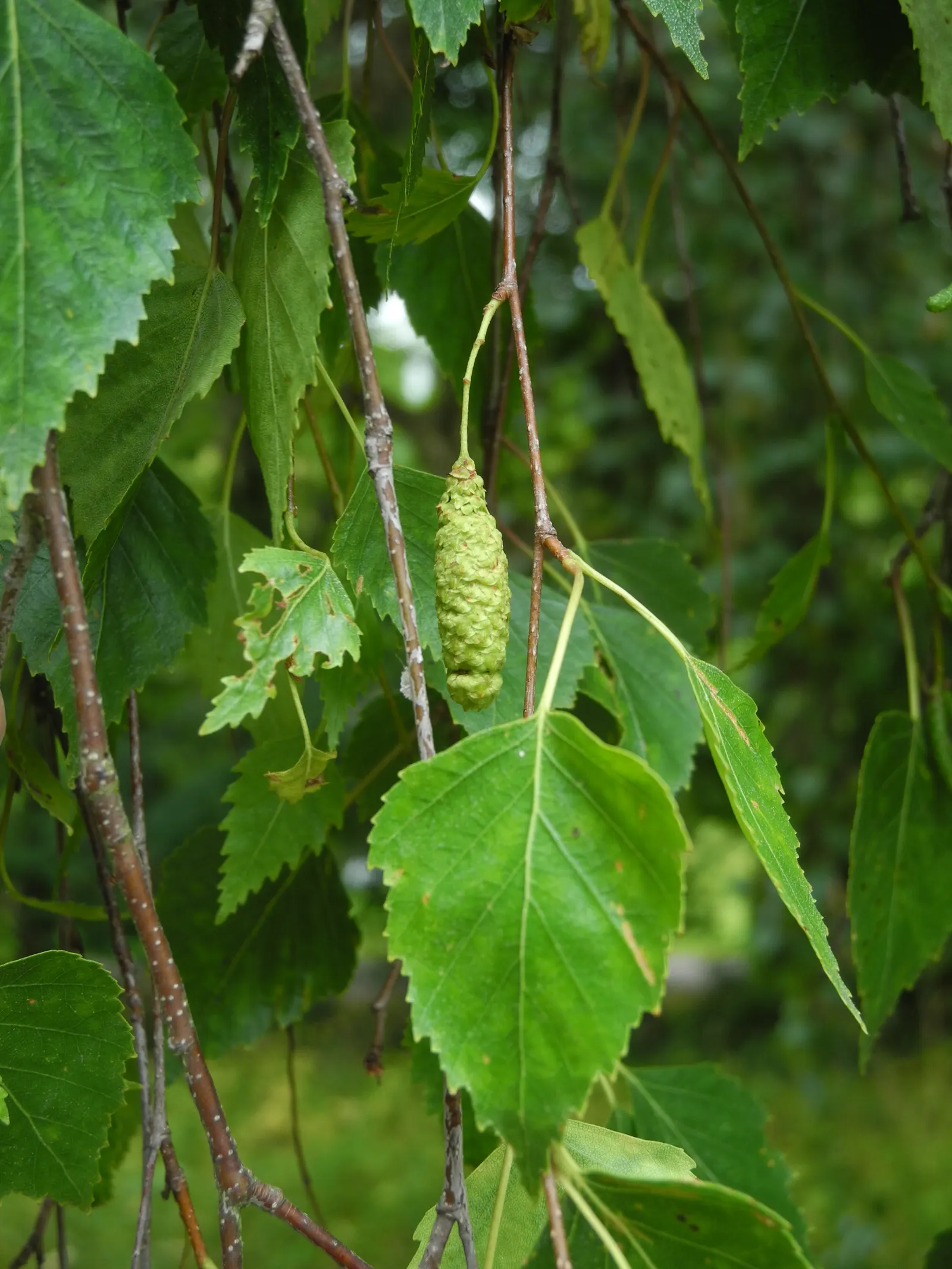 Youngs Weeping Birch (Betula Pendula 'Youngii') — Thrives in USDA zones 2-7, prefers moist, well-drained soils, and full sun to partial shade