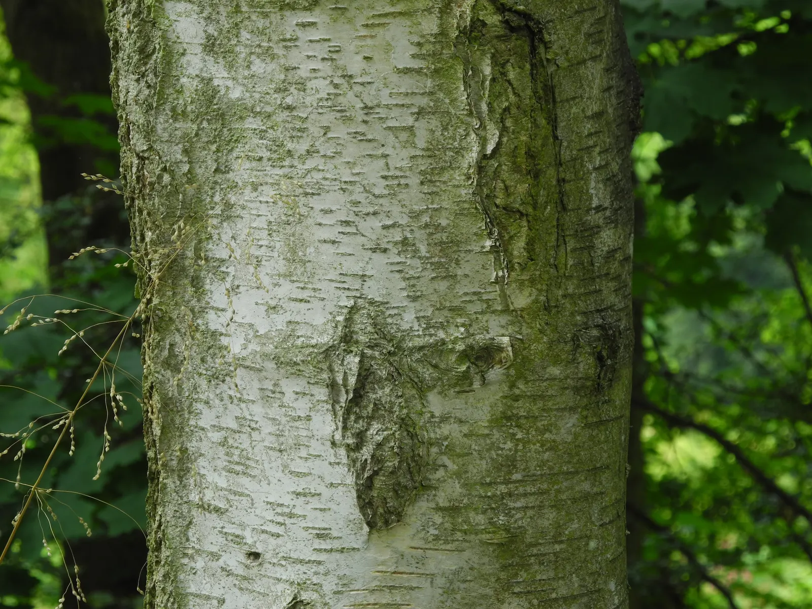 Youngs Weeping Birch (Betula Pendula 'Youngii') — the tree boasts bright green