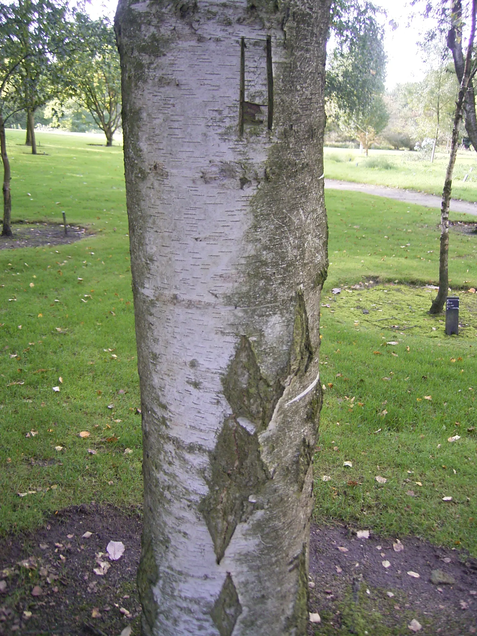 Youngs Weeping Birch (Betula Pendula 'Youngii') — the Young's Weeping Birch provides year-round interest