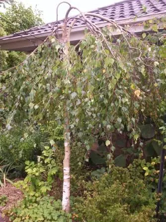 Youngs Weeping Birch (Betula Pendula 'Youngii') — deciduous dwarf tree with a unique umbrella-like canopy