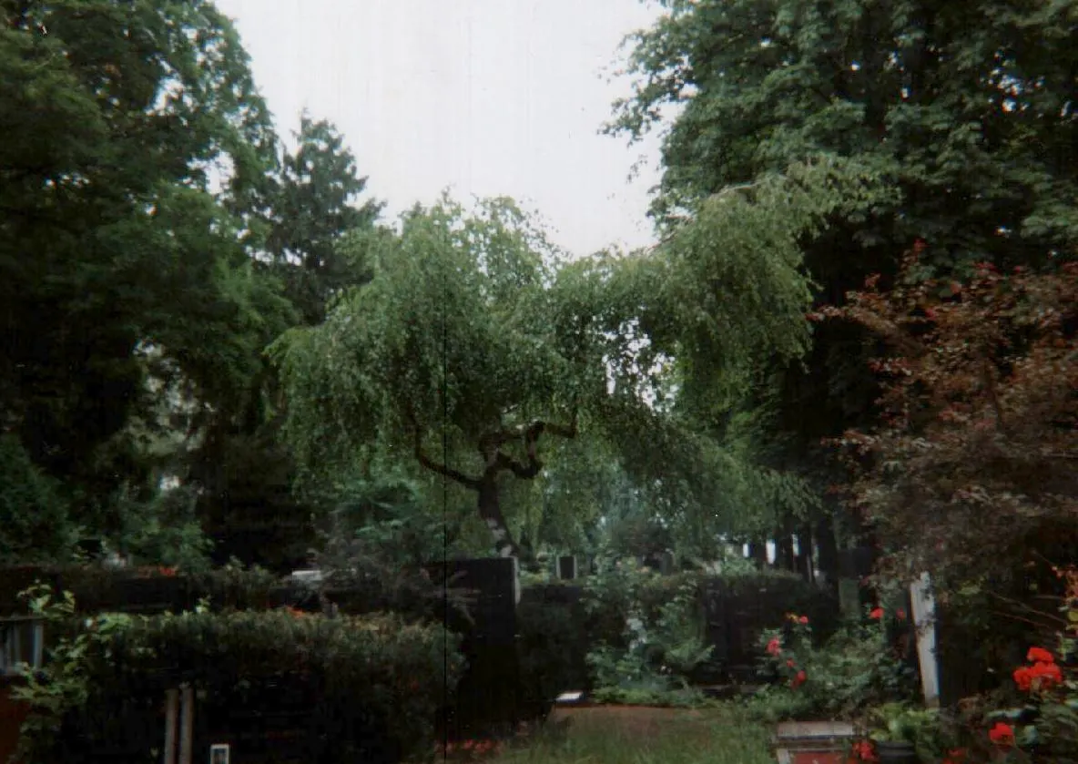 Youngs Weeping Birch (Betula Pendula 'Youngii') — In spring, bright green leaves emerge, turning golden in fall