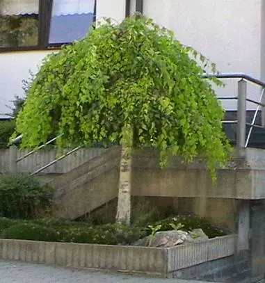 Youngs Weeping Birch (Betula Pendula 'Youngii') — known for its distinctive pendulous branches that create a captivating