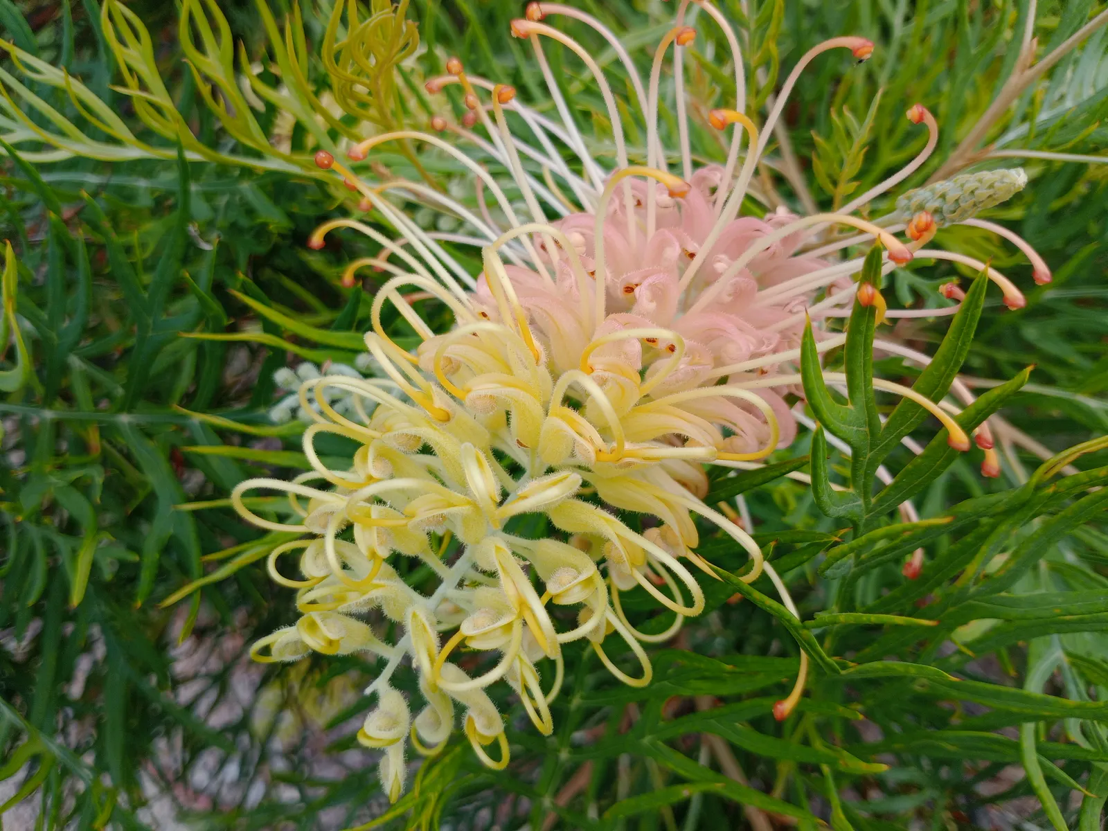 Peaches And Cream Grevillea (Grevillea 'Peaches And Cream') — The Grevillea 'Peaches and Cream' is a delightful and captivating addition to any landscape