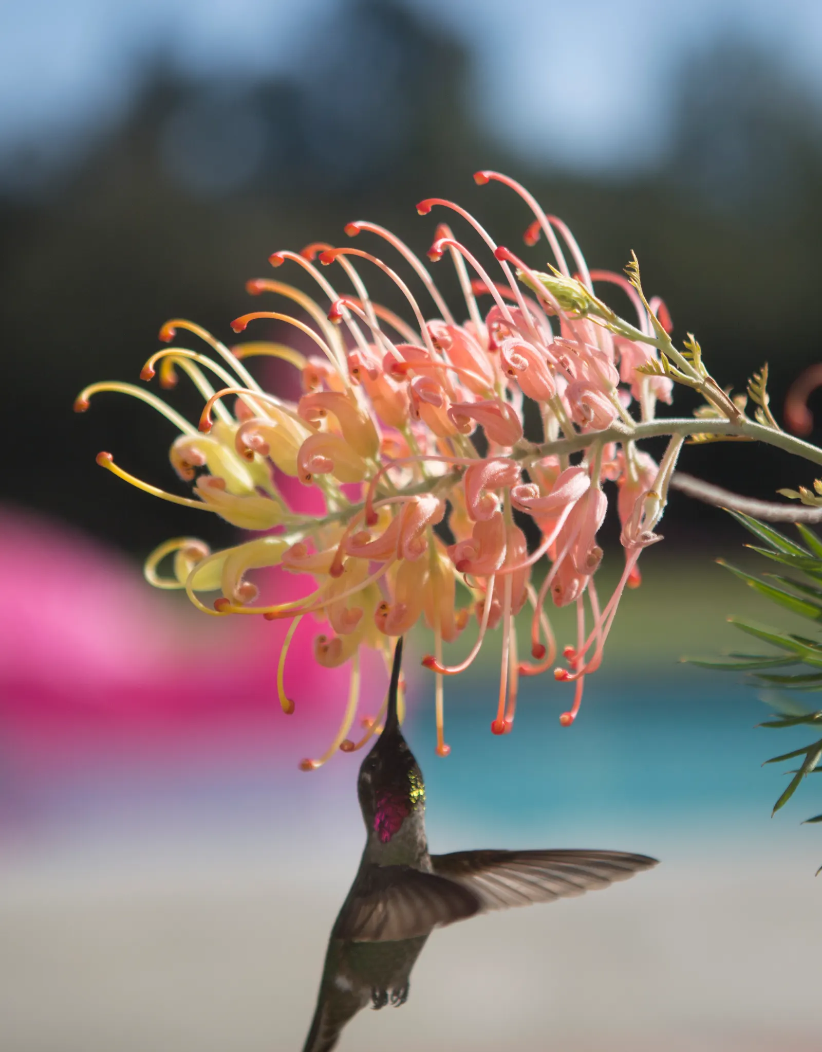 Peaches And Cream Grevillea (Grevillea 'Peaches And Cream') — Suitable for use as a specimen plant