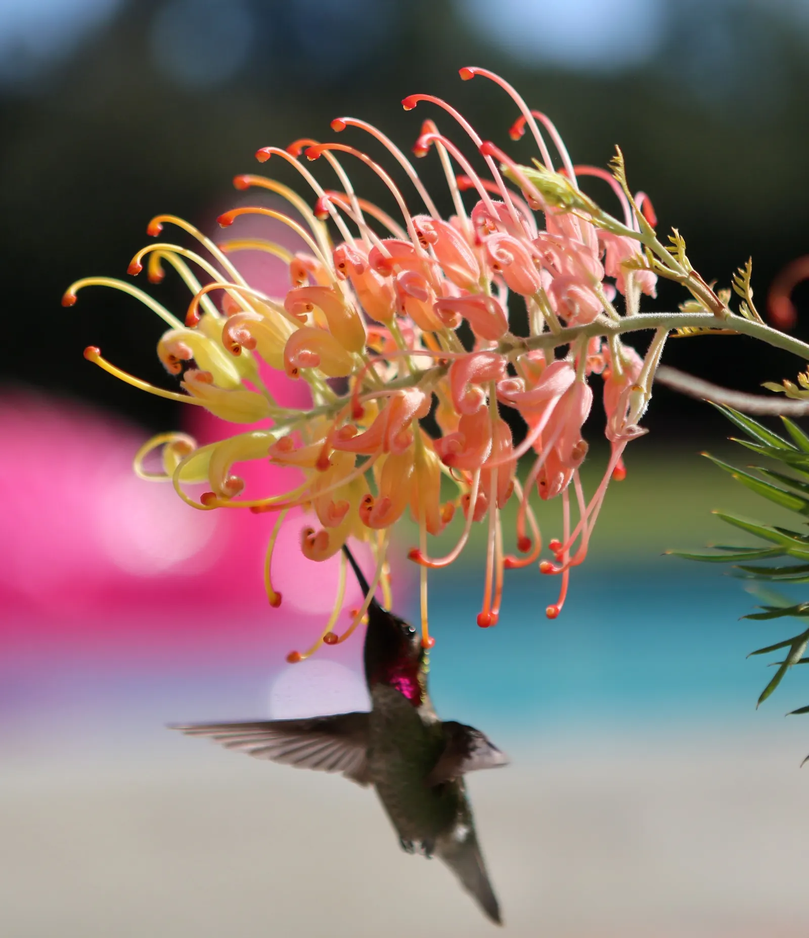 Peaches And Cream Grevillea (Grevillea 'Peaches And Cream') — light applications of a low-phosphorus fertilizer can encourage lush growth and an abundance of
