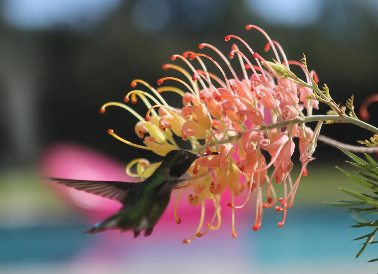 Peaches And Cream Grevillea (Grevillea 'Peaches And Cream') — It thrives in USDA zones 9 to 11 and prefers well-draining soil